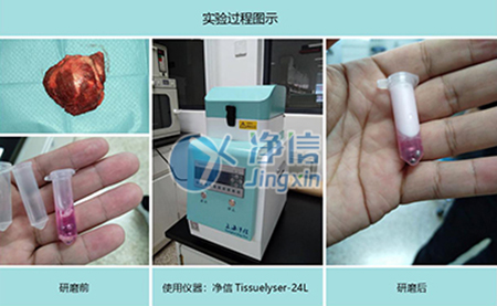 腫瘤組織研磨采用多樣品組織研磨機(jī)進(jìn)行其實(shí)驗(yàn)效果如何？