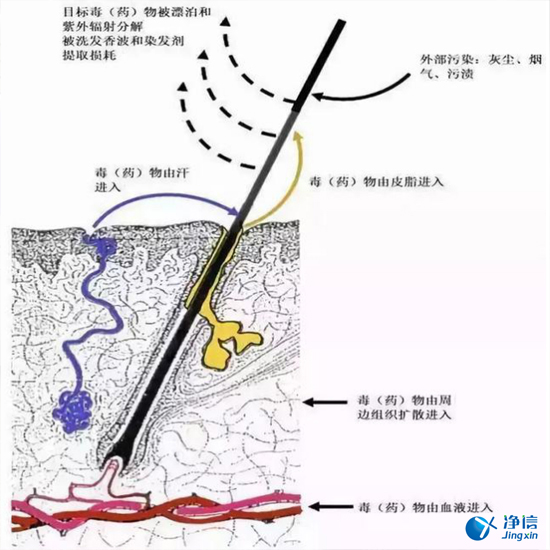 毛發(fā)毒品檢測儀來檢測毛發(fā)的步驟詳解-優(yōu)勢是什么？